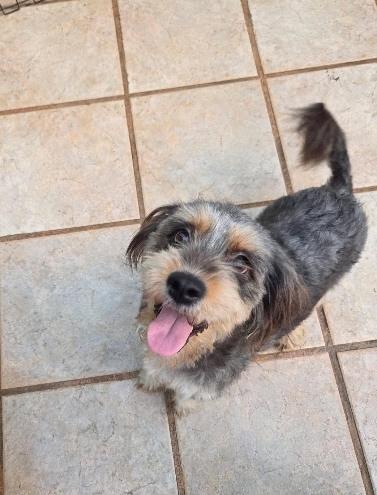 Enlarge Celeste, an adoptable mixed breed in Bayville , NY image 4/4