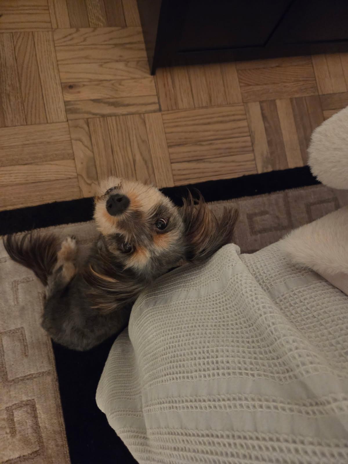 Enlarge Celeste, an adoptable mixed breed in Bayville , NY image 2/4