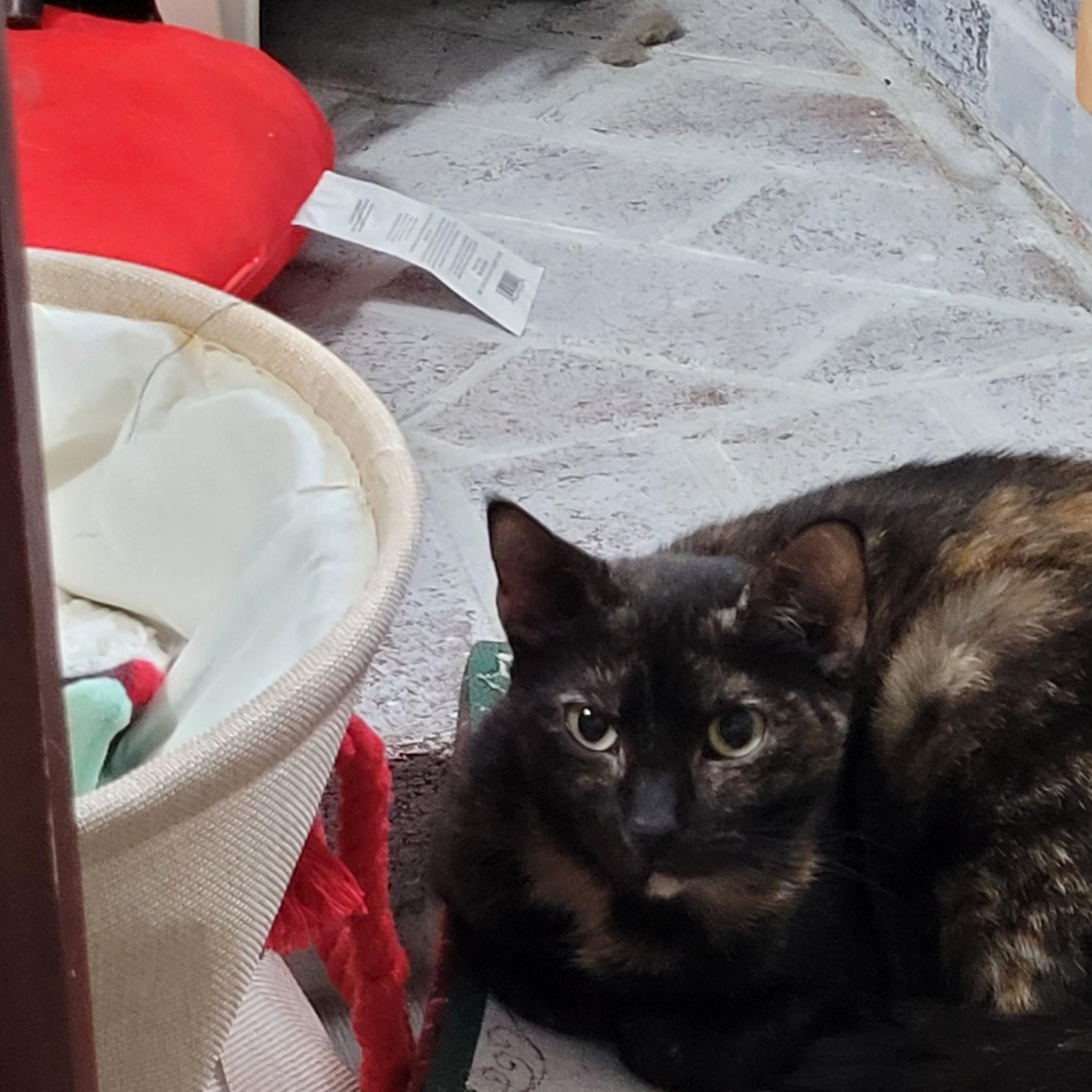 Enlarge Mojo, an adopted Domestic Short Hair in Maple Shade, NJ image 3/4