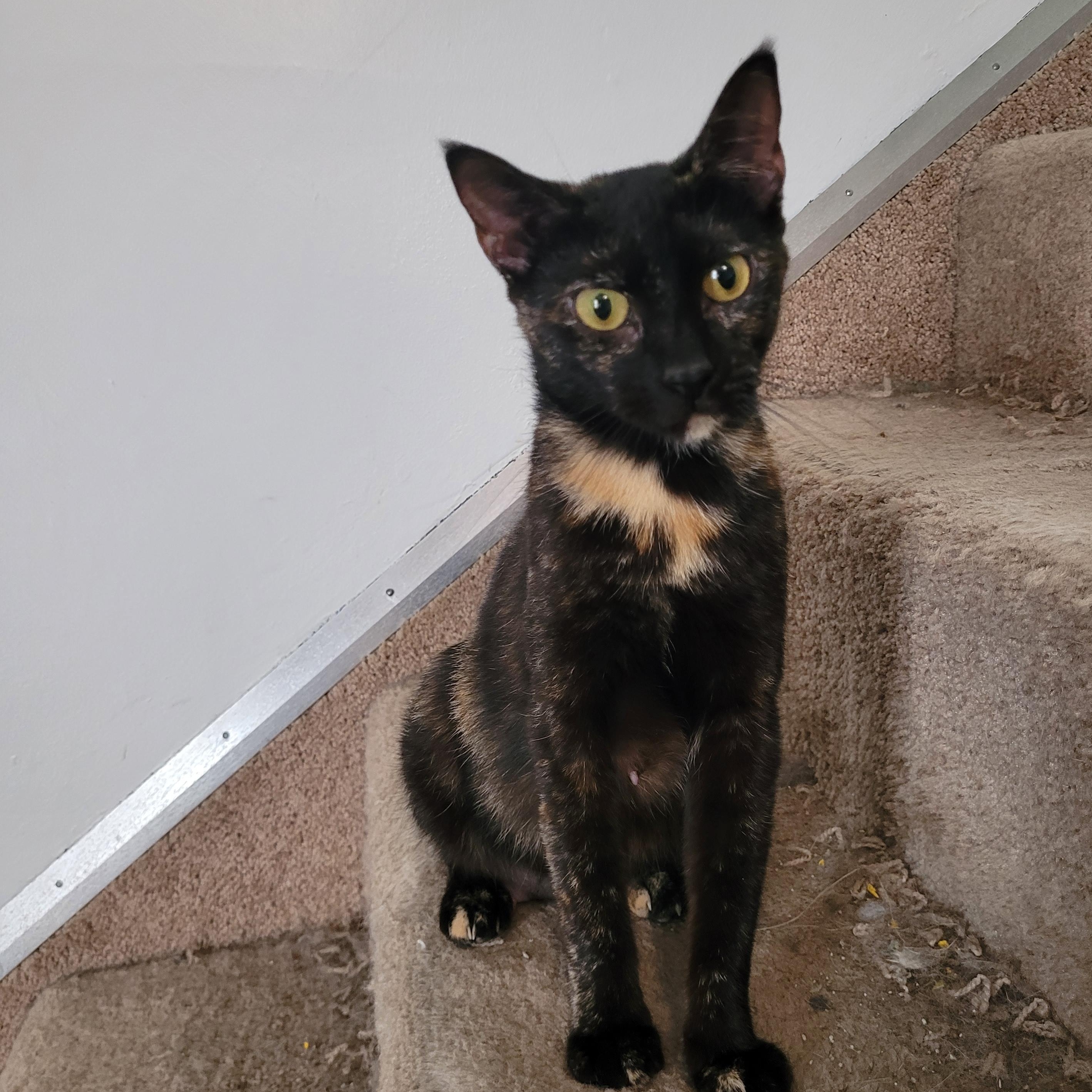 Enlarge Mojo, an adopted Domestic Short Hair in Maple Shade, NJ image 2/4