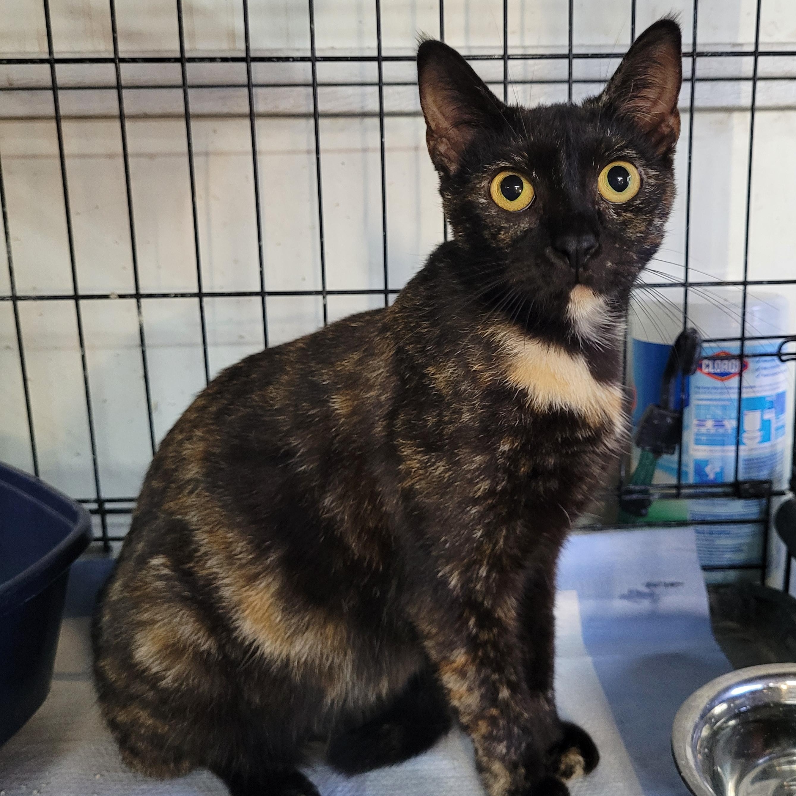 Enlarge Mojo, an adopted Domestic Short Hair in Maple Shade, NJ image 4/4