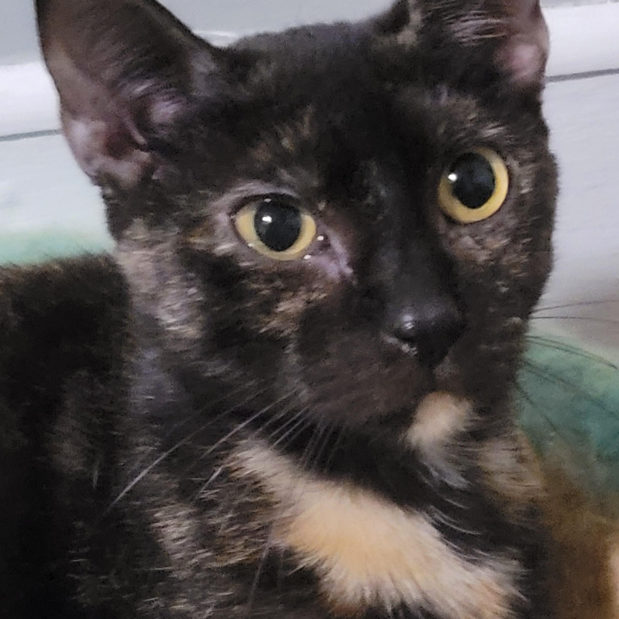 Enlarge Mojo, an adopted Domestic Short Hair in Maple Shade, NJ image 1/4