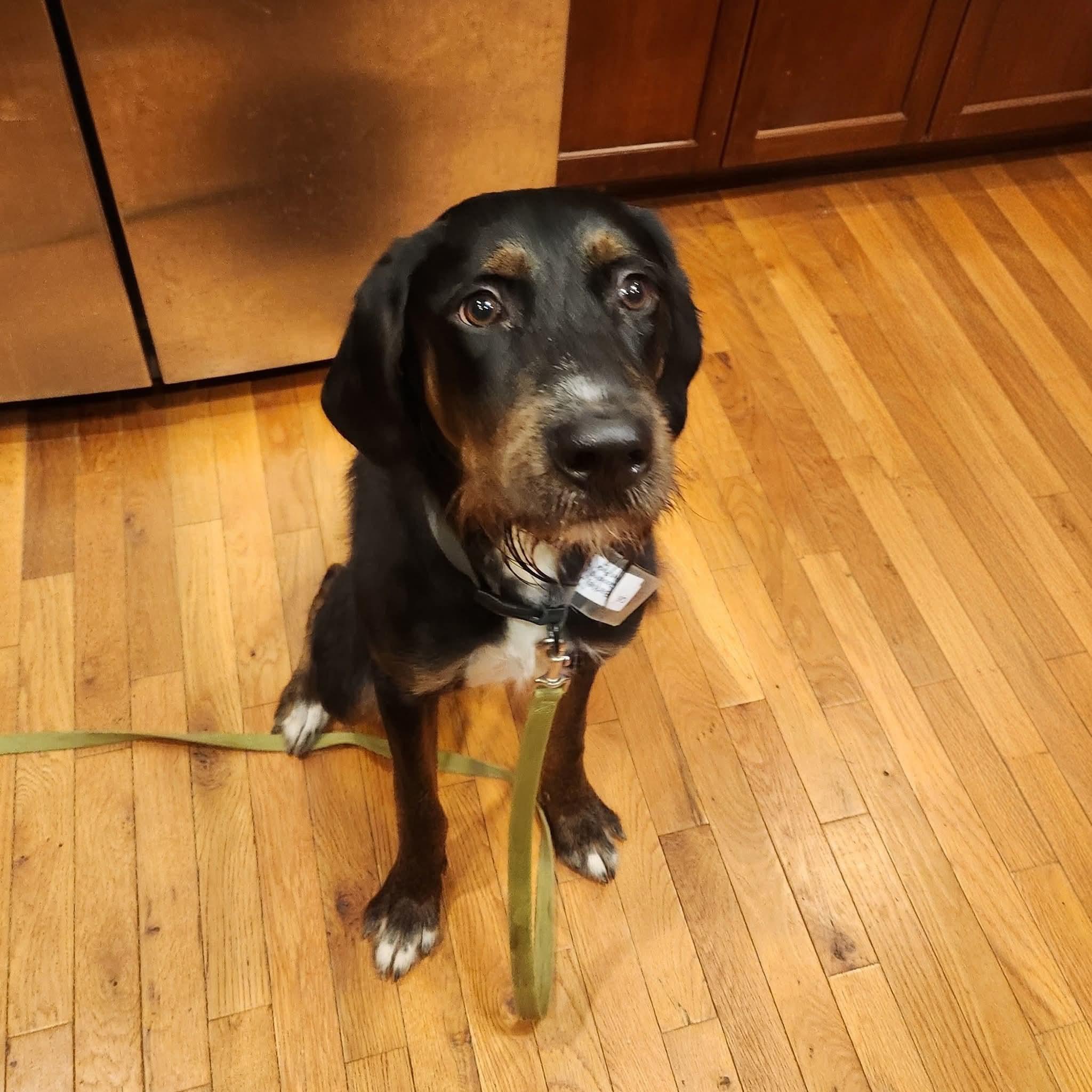 Enlarge Barnaby, a Adoptable Labradoodle in East Peoria, IL image 1/4