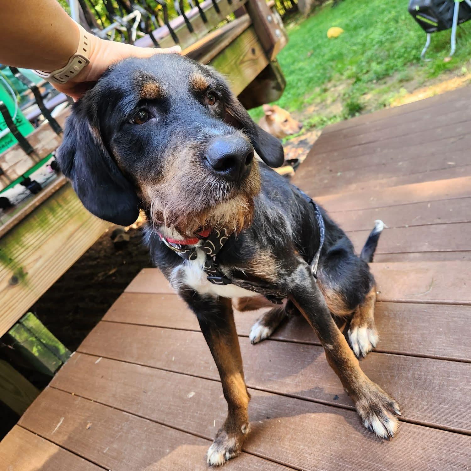 Enlarge Barnaby, a Adoptable Labradoodle in East Peoria, IL image 4/4