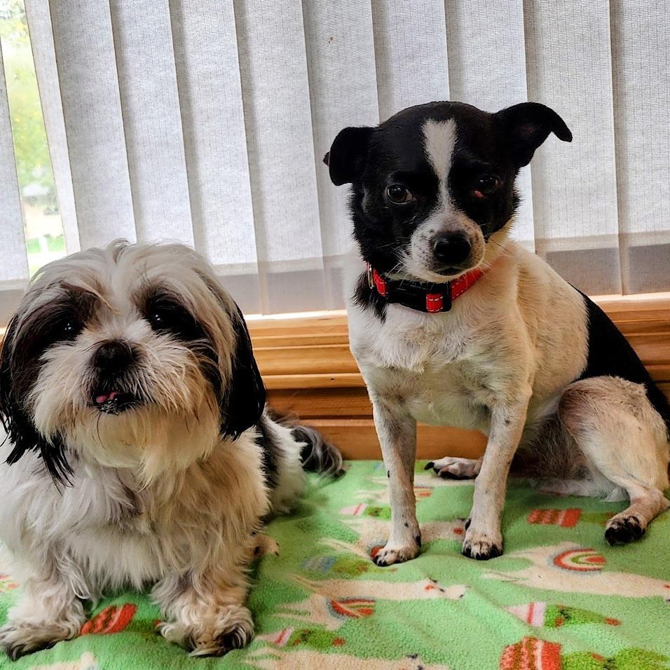 Enlarge Lil Chuck D12674, a Adoptable mixed breed in Princeton, MN image 6/6