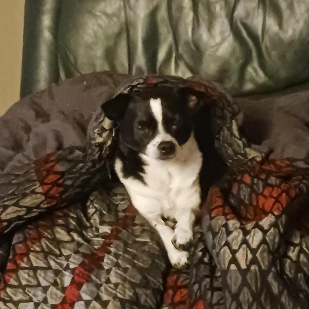 Enlarge Lil Chuck D12674, a Adoptable mixed breed in Princeton, MN image 3/6
