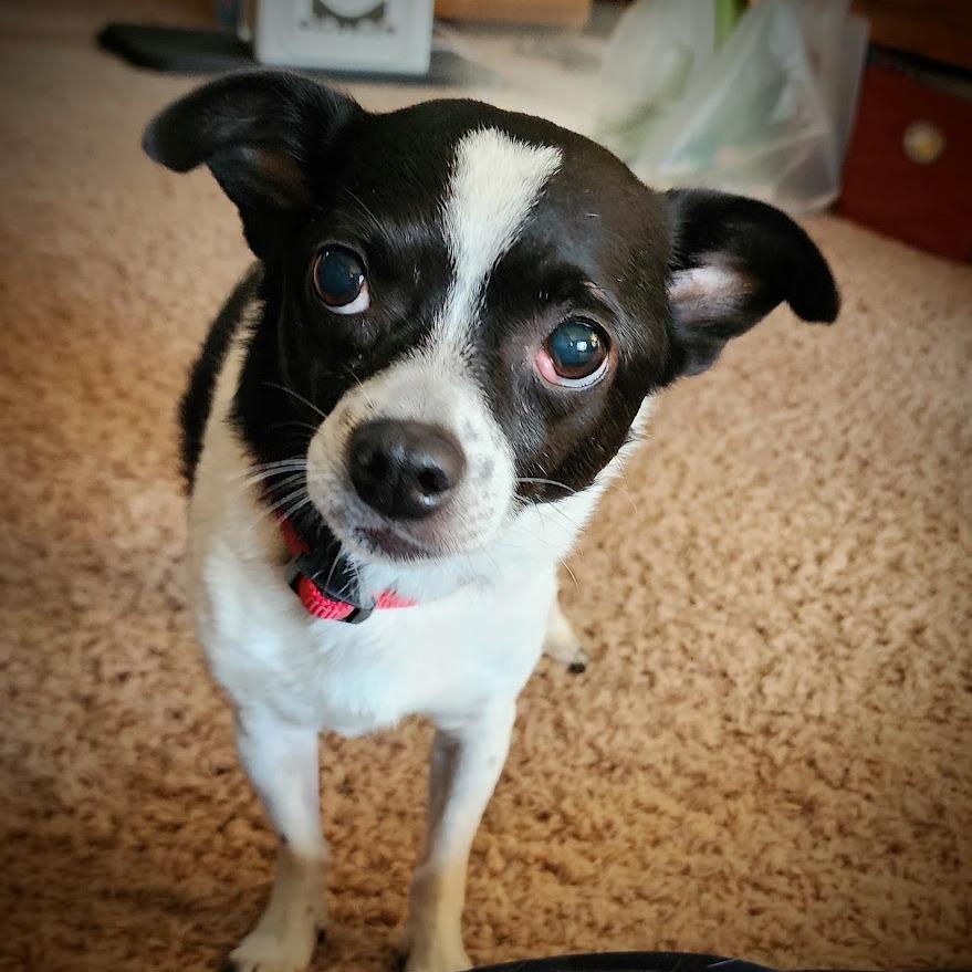 Enlarge Lil Chuck D12674, a Adoptable mixed breed in Princeton, MN image 4/6