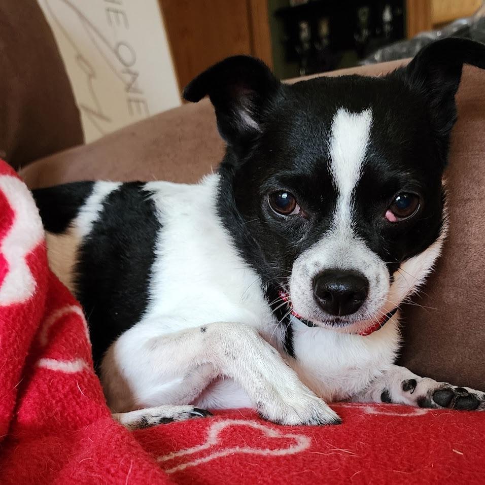 Lil Chuck D12674, Adoptable, Senior Male Chihuahua & Rat Terrier.