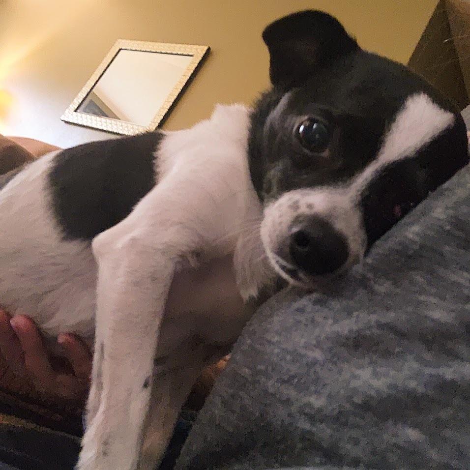 Enlarge Lil Chuck D12674, a Adoptable mixed breed in Princeton, MN image 2/6