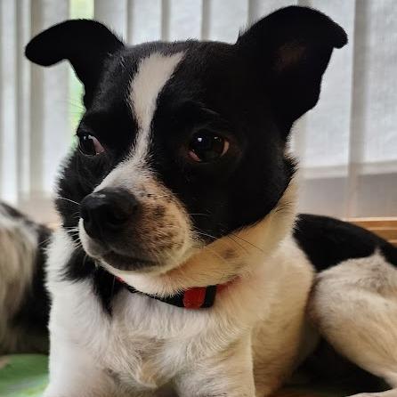 Enlarge Lil Chuck D12674, a Adoptable mixed breed in Princeton, MN image 5/6