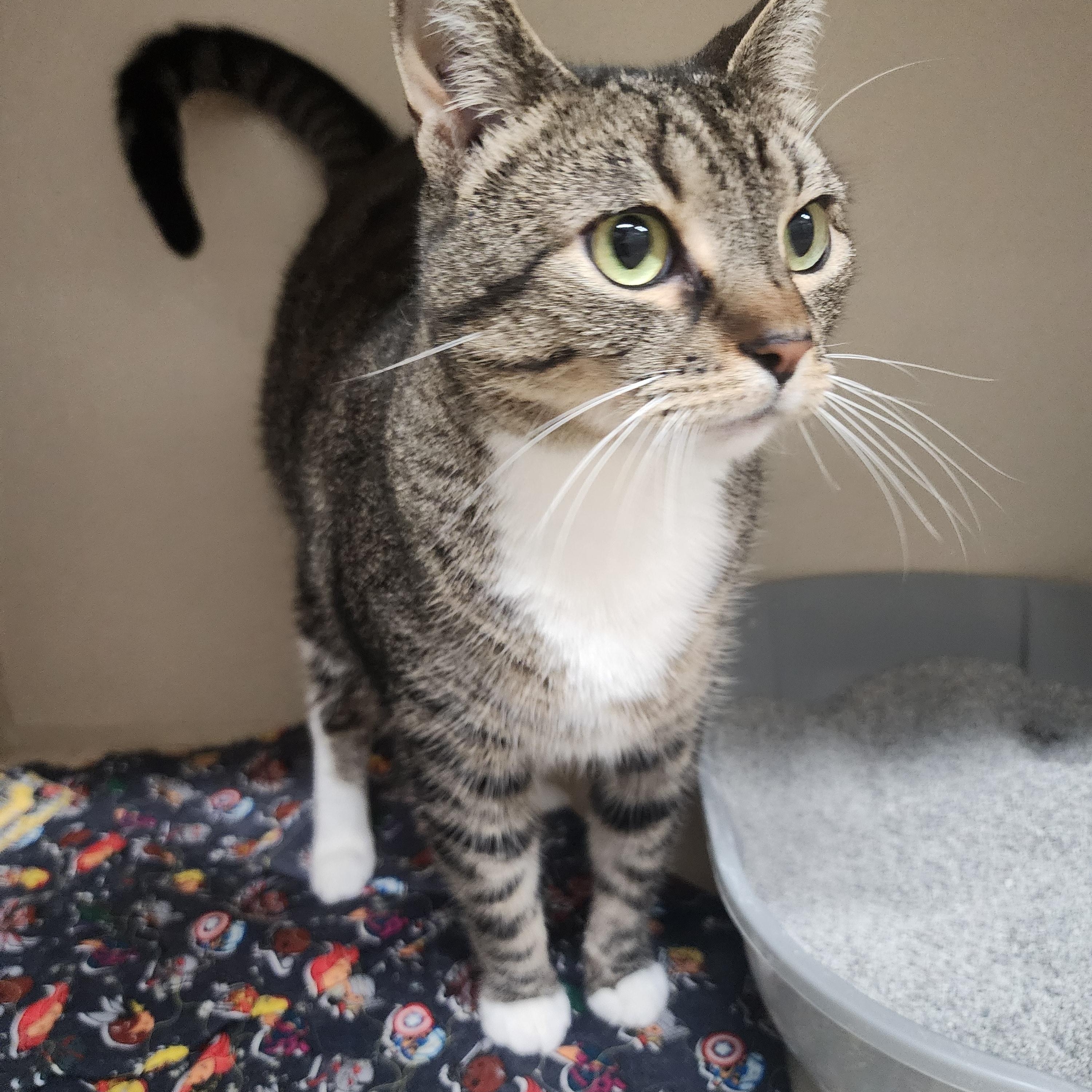 Enlarge Pooh Bear, a ADOPTABLE Domestic Short Hair in Tama, IA image 2/2