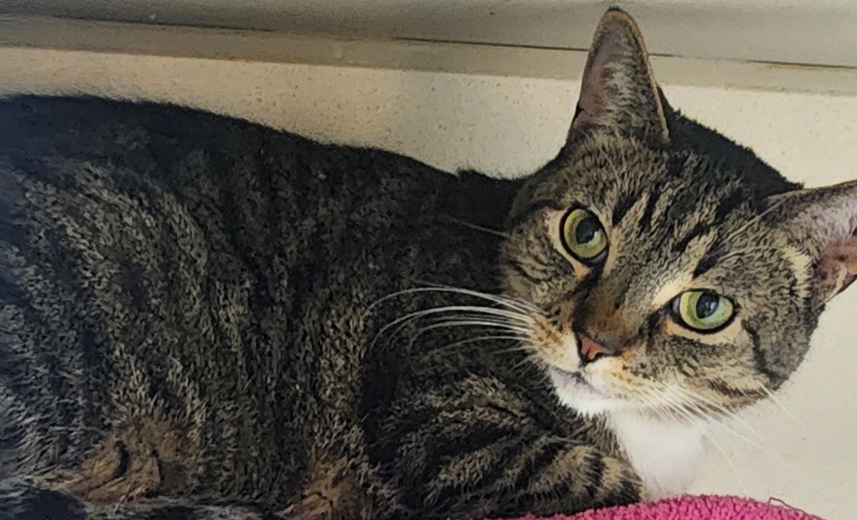 Enlarge Pooh Bear, a ADOPTABLE Domestic Short Hair in Tama, IA image 1/2