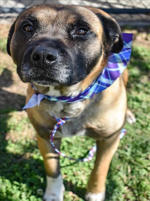 MOTLEY, Adoptable, Adult Male Belgian Shepherd / Malinois & Mixed Breed.