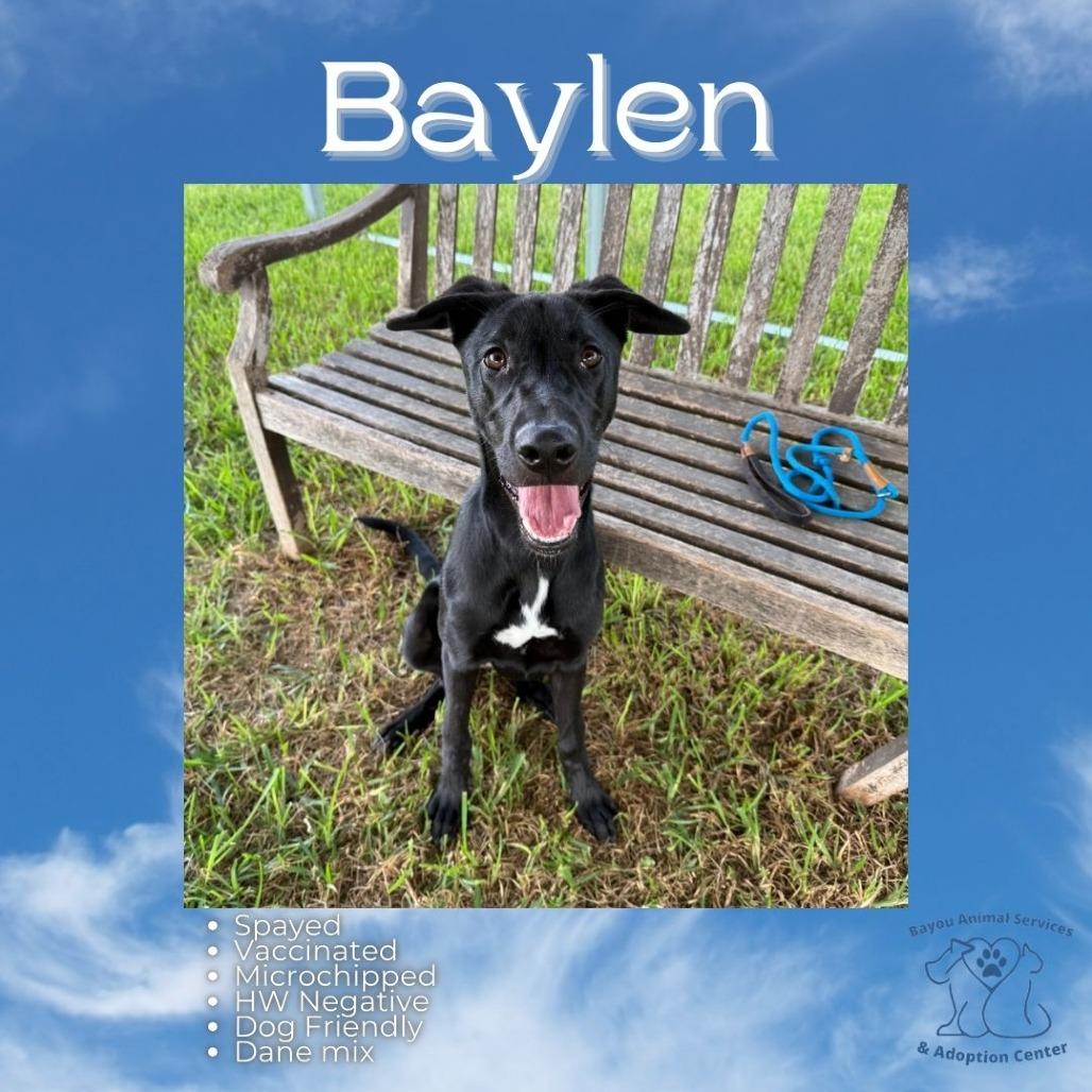 Baylen, Adoptable, Young Female Mixed Breed.