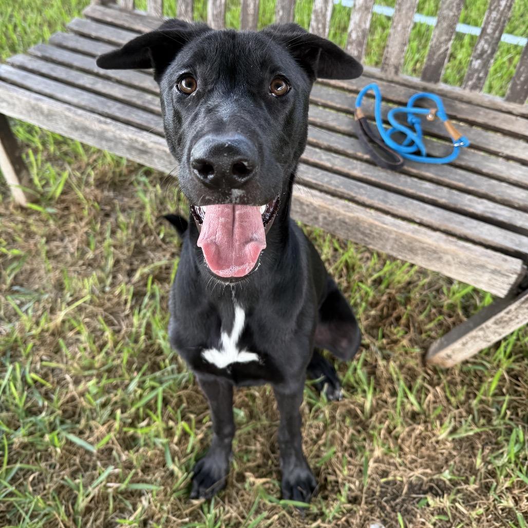 Enlarge Baylen, a Adoptable Mixed Breed in Dickinson, TX image 2/6