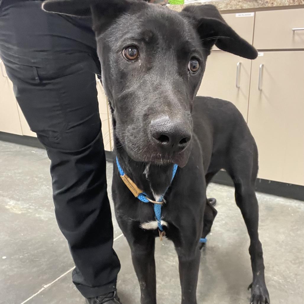 Enlarge Baylen, a Adoptable Mixed Breed in Dickinson, TX image 3/6