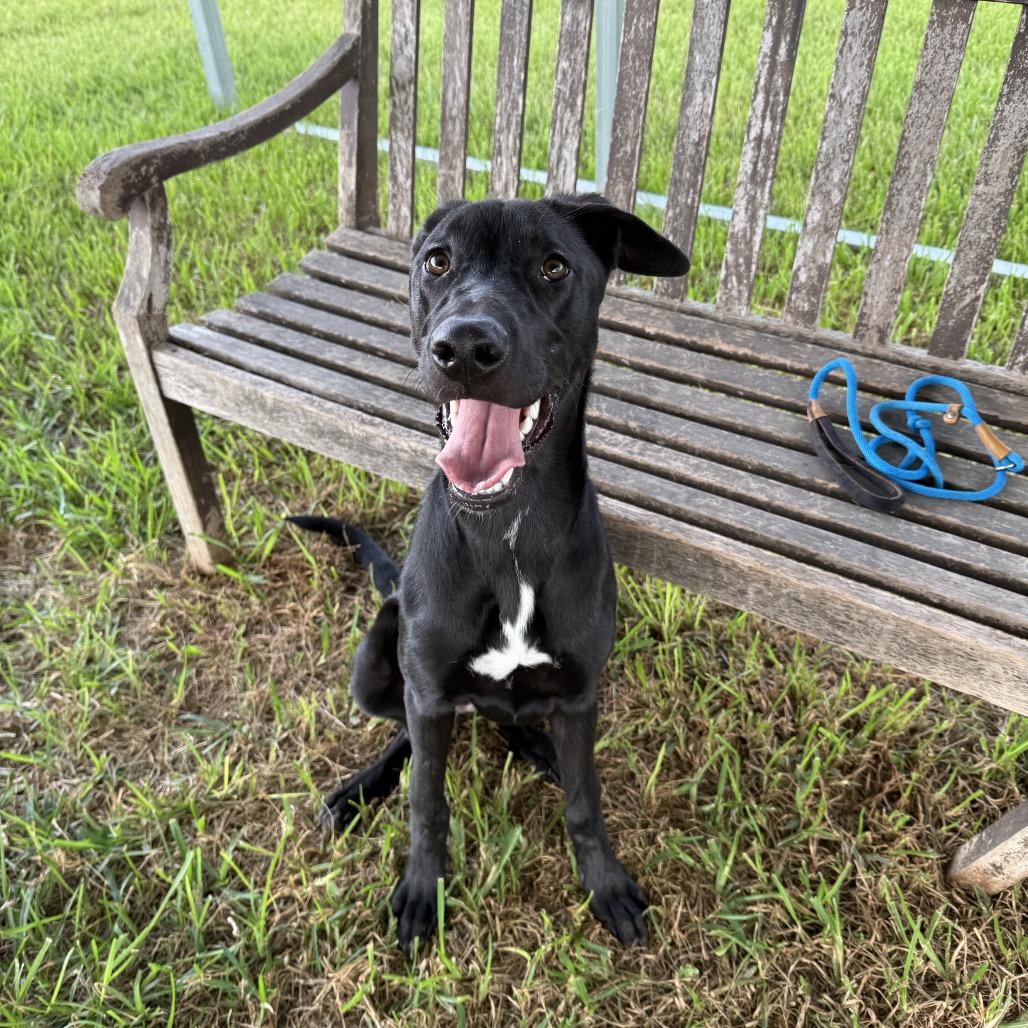 Enlarge Baylen, a Adoptable Mixed Breed in Dickinson, TX image 4/6
