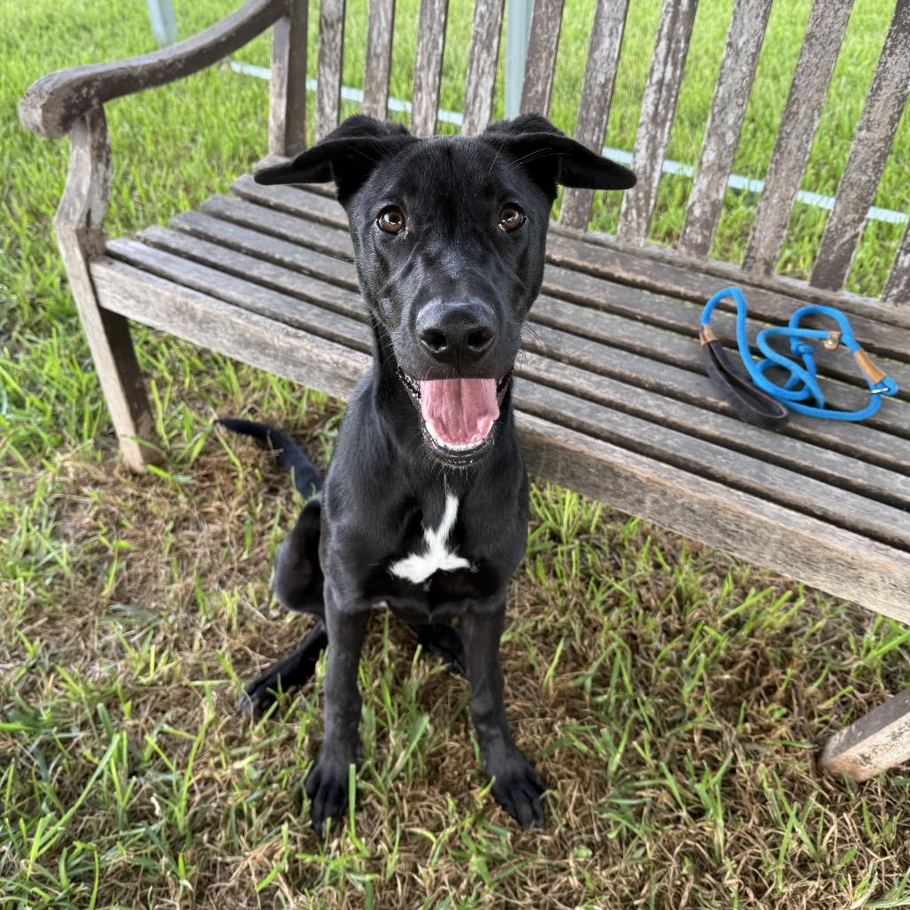 Enlarge Baylen, a Adoptable Mixed Breed in Dickinson, TX image 5/6