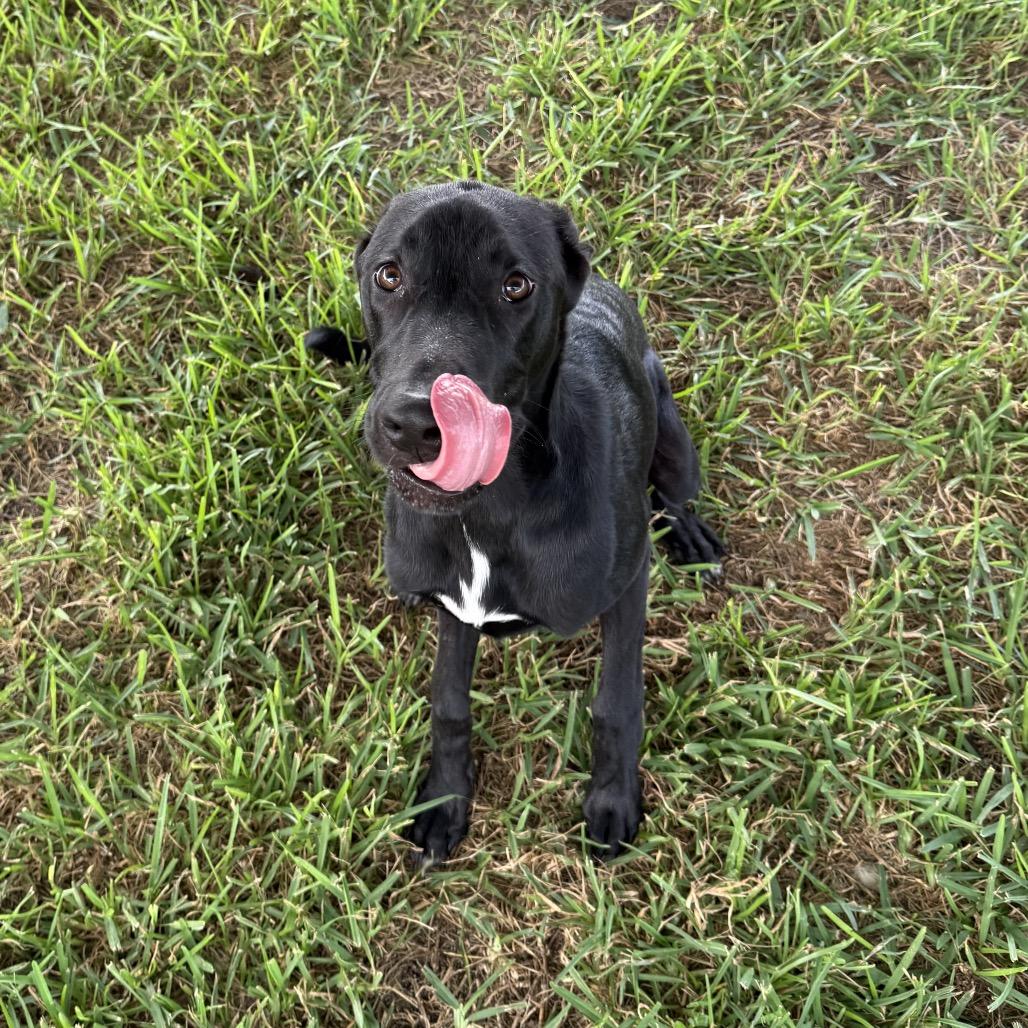 Enlarge Baylen, a Adoptable Mixed Breed in Dickinson, TX image 6/6
