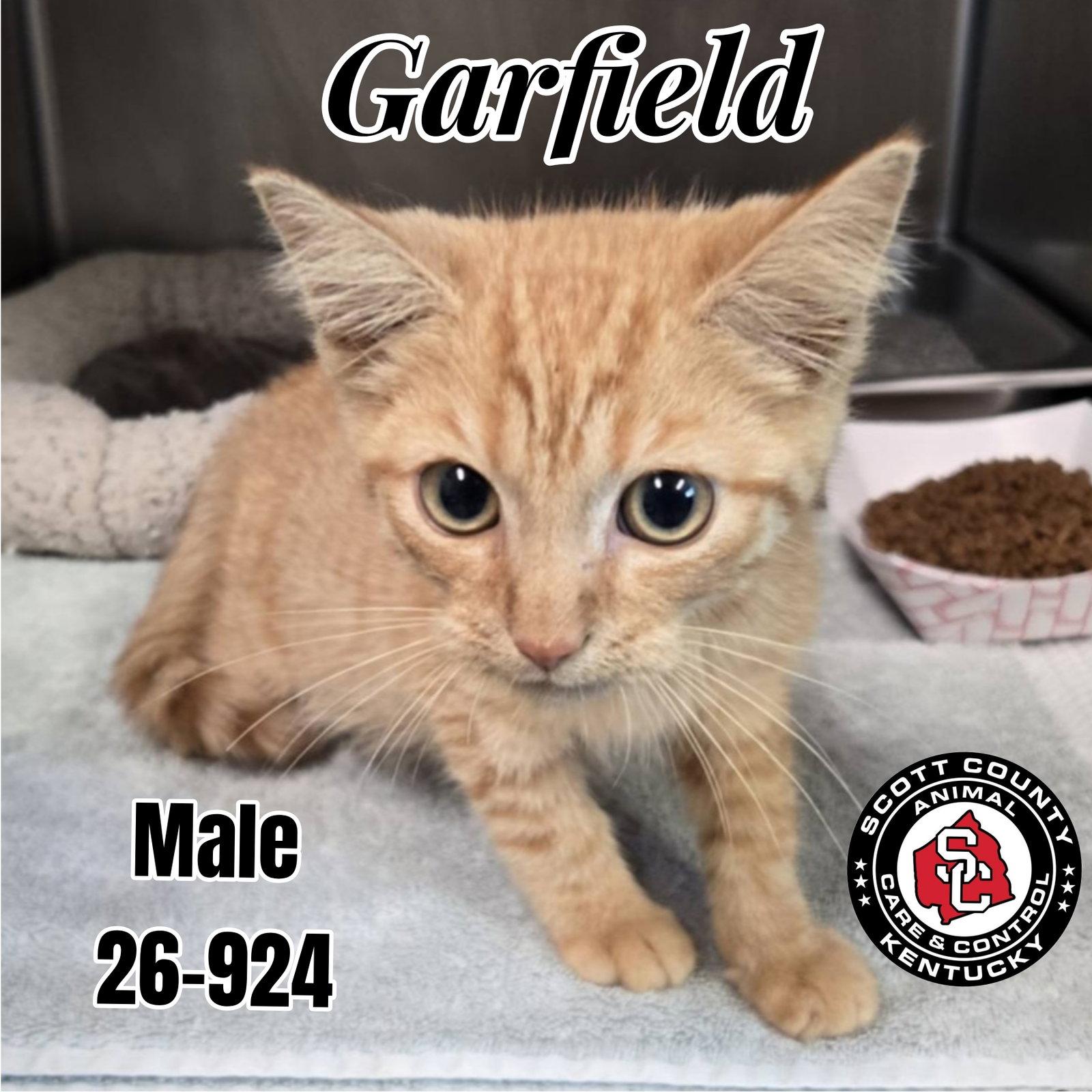 Garfield, Adopted, Kitten Male Domestic Short Hair.