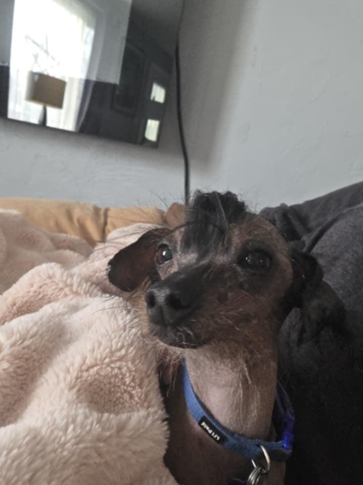 Enlarge Elvis, an adopted Chinese Crested Dog in Chatham, ON image 3/4