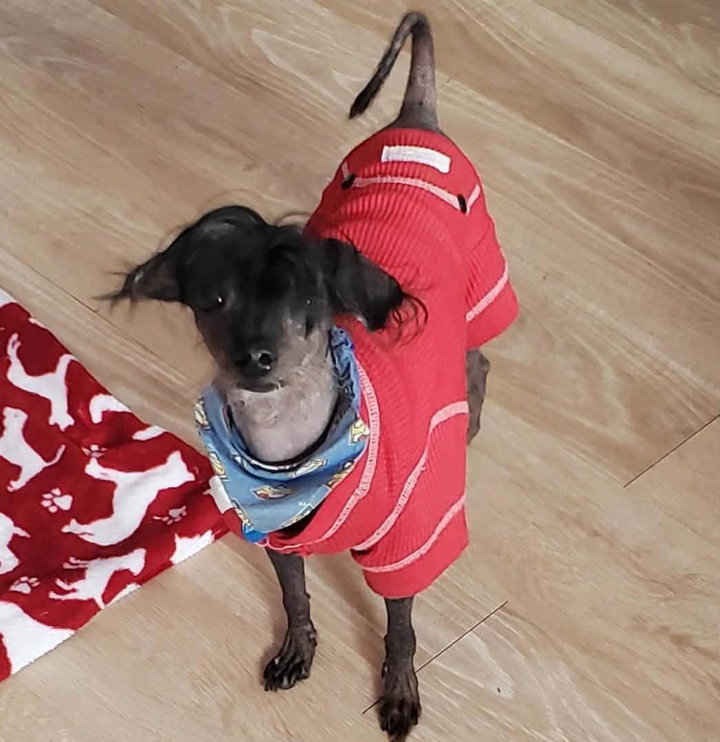 Enlarge Elvis, an adopted Chinese Crested Dog in Chatham, ON image 2/4