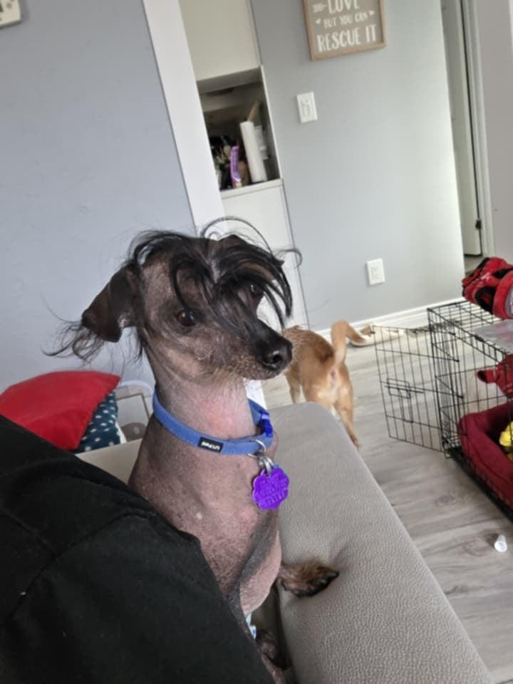 Elvis, adopted, Adult Male Chinese Crested Dog.