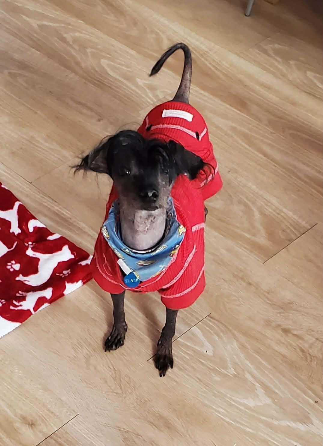 Enlarge Elvis, an adopted Chinese Crested Dog in Chatham, ON image 4/4