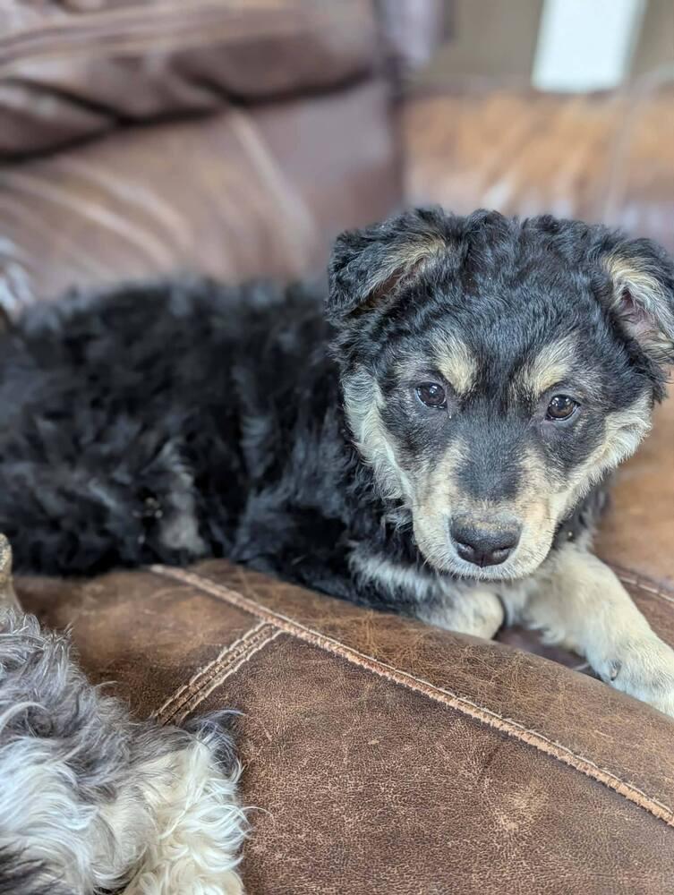 Enlarge Nigel, a Adoptable mixed breed in Chattanooga, TN image 3/4