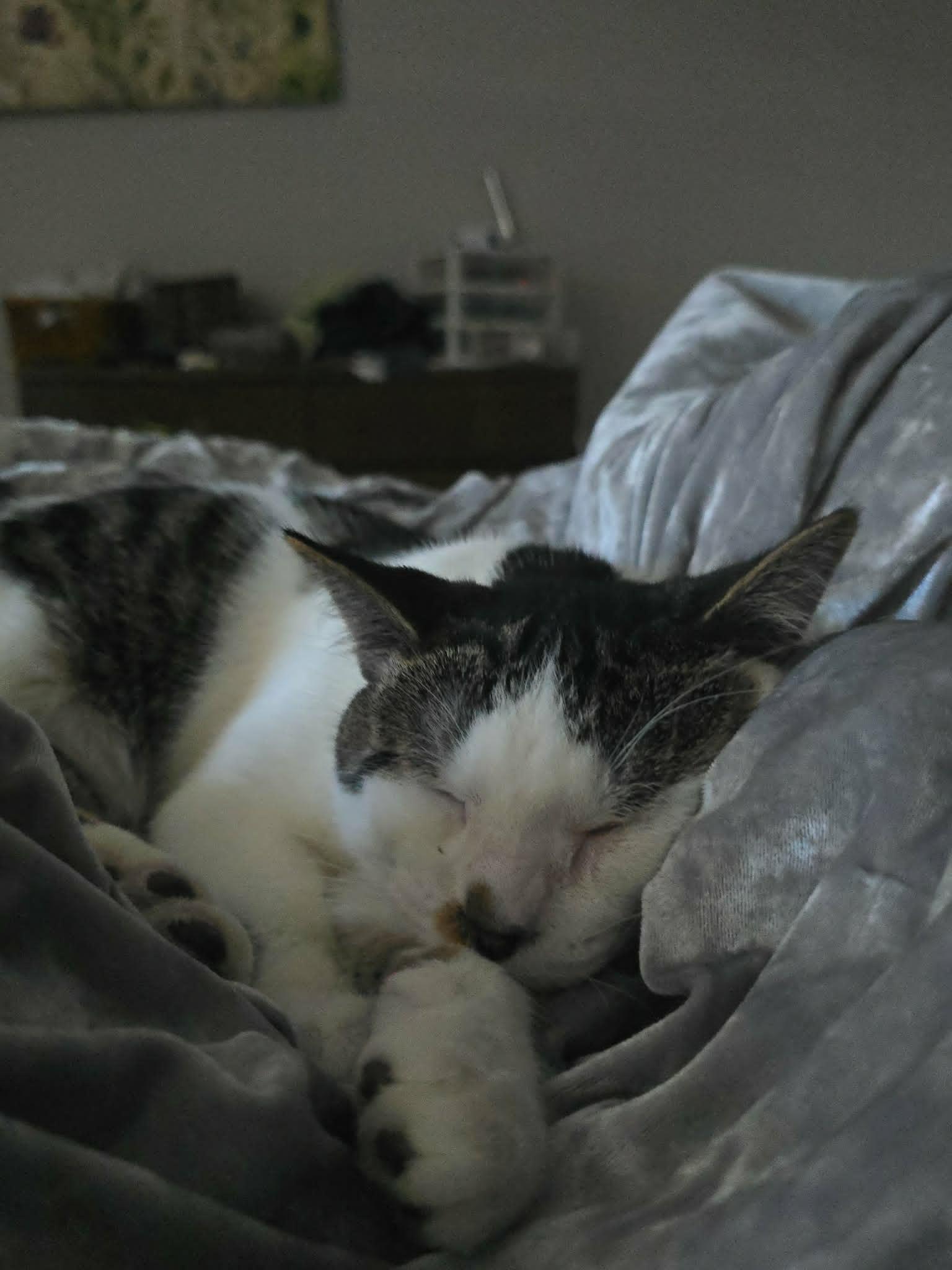 JAMESON, an adopted Domestic Short Hair in Tillsonburg, ON image 3/3