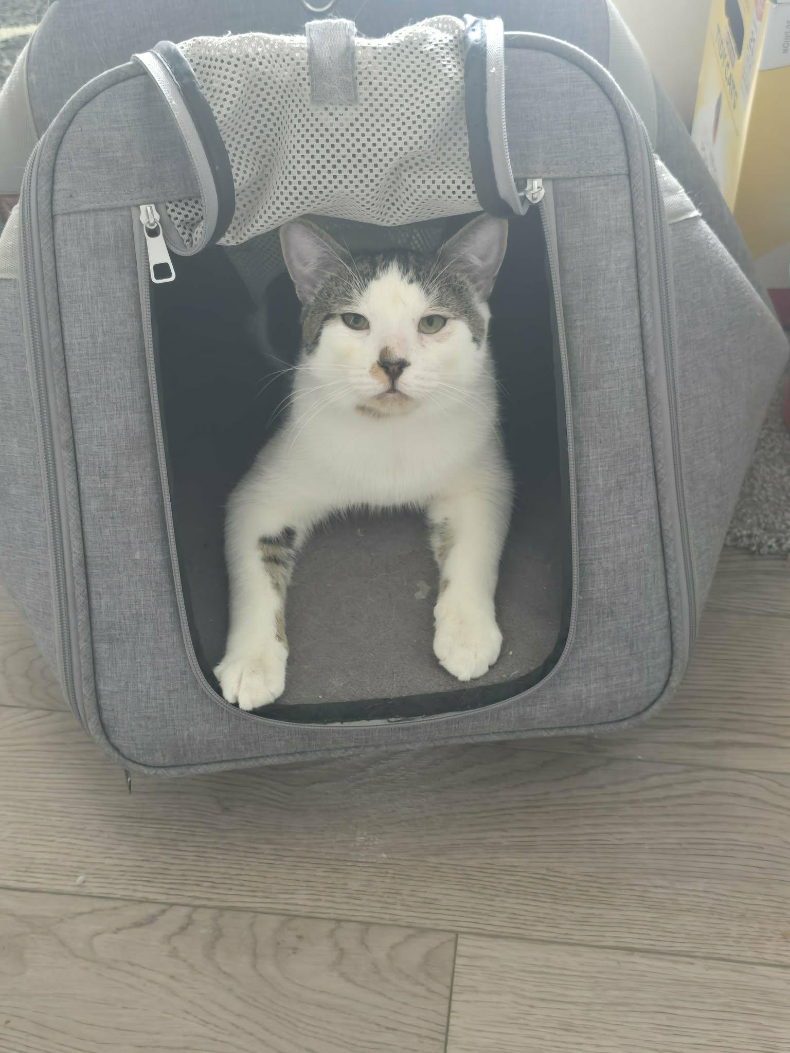JAMESON, an adopted Domestic Short Hair in Tillsonburg, ON image 1/3