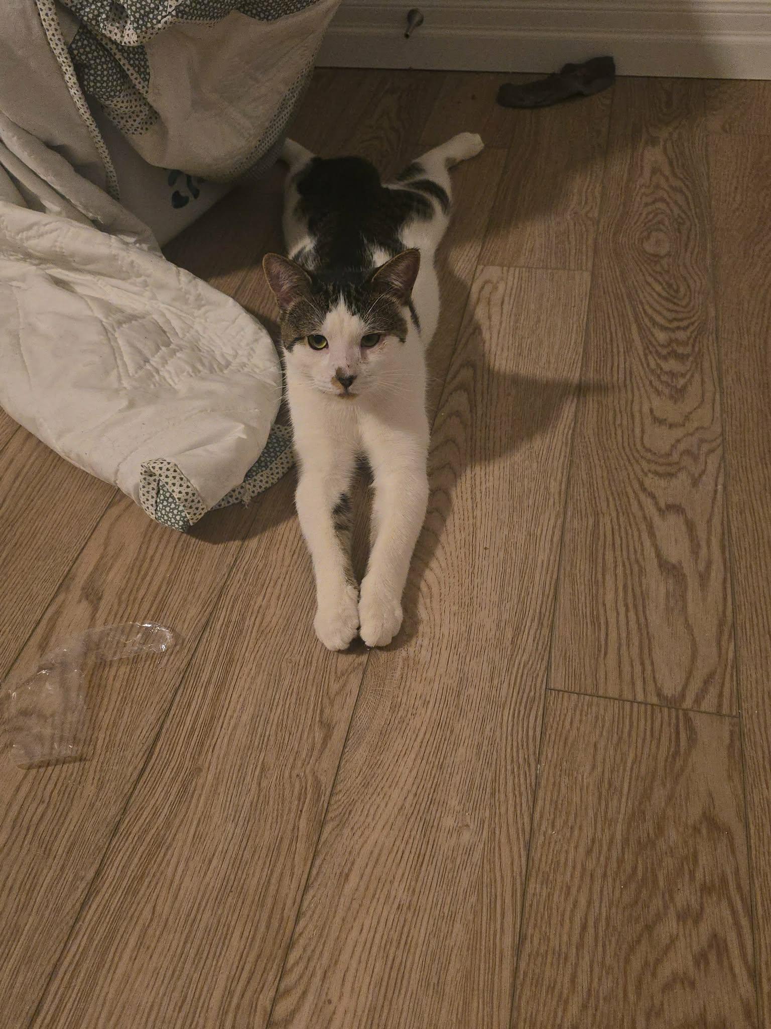 JAMESON, an adopted Domestic Short Hair in Tillsonburg, ON image 2/3