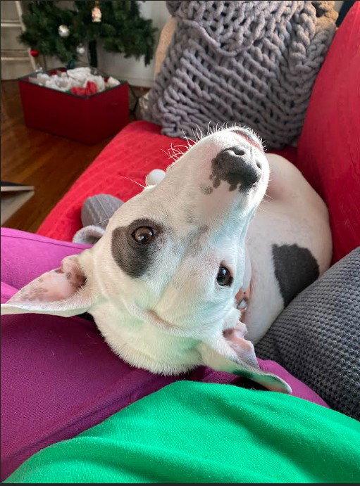 Princess Baby FEE SPONSORED FOSTER HOME NEEDED, Adoptable, Adult Female Terrier.