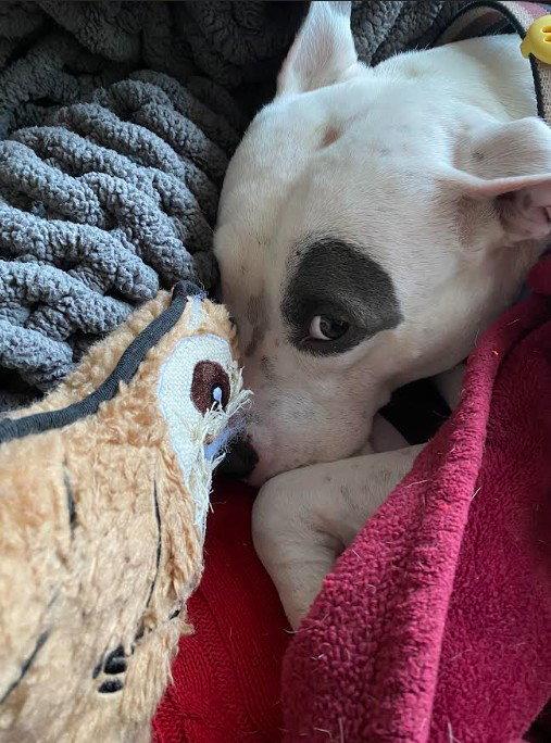 Enlarge Princess Baby FEE SPONSORED FOSTER HOME NEEDED, a Adoptable Terrier in Herndon, VA image 2/3