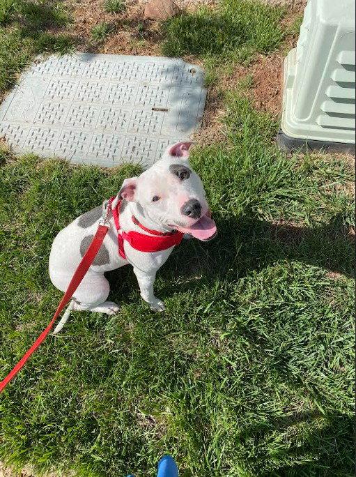 Enlarge Princess Baby FEE SPONSORED FOSTER HOME NEEDED, a Adoptable Terrier in Herndon, VA image 3/3
