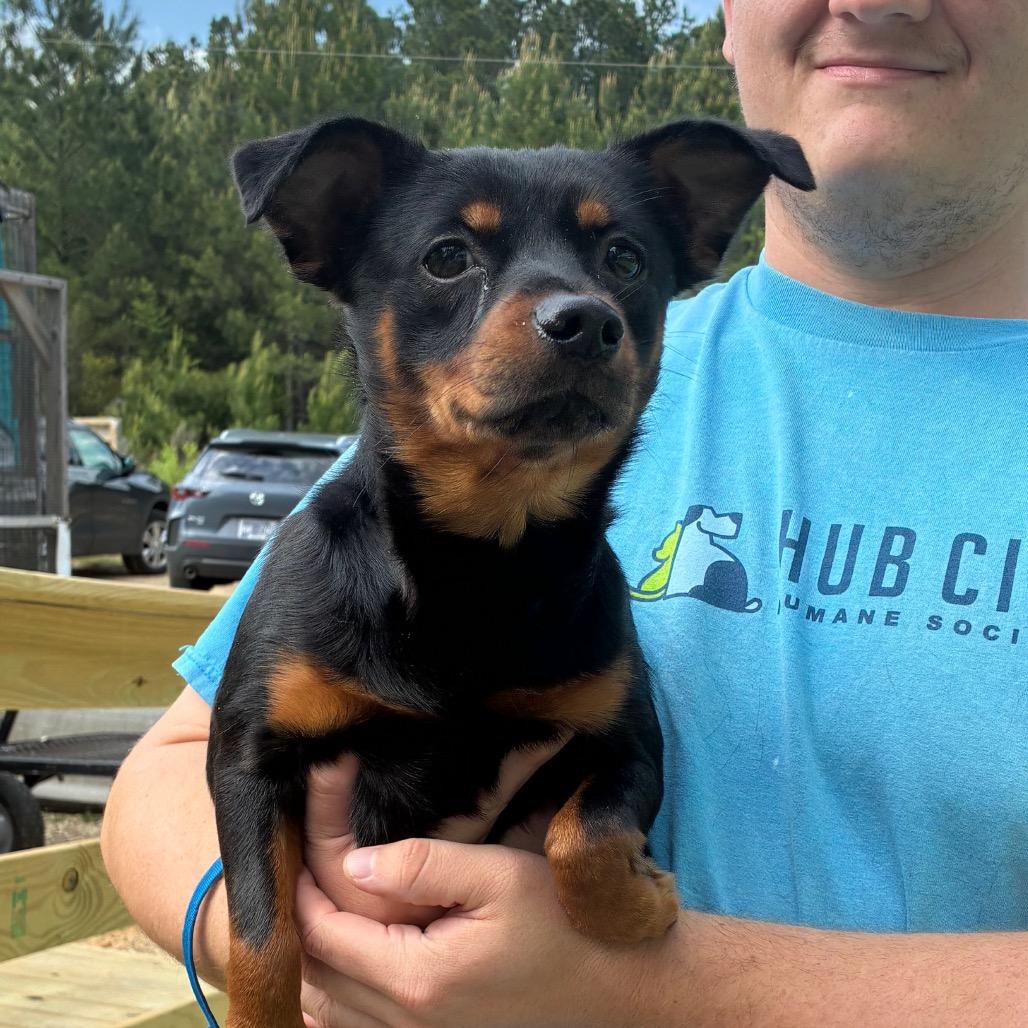 Enlarge Bandit, a Adoptable mixed breed in Hattiesburg, MS image 1/1