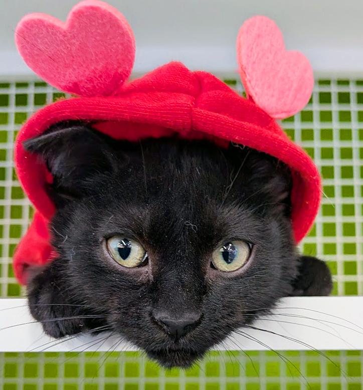 Skitty, ADOPTABLE, Kitten Female Domestic Short Hair.