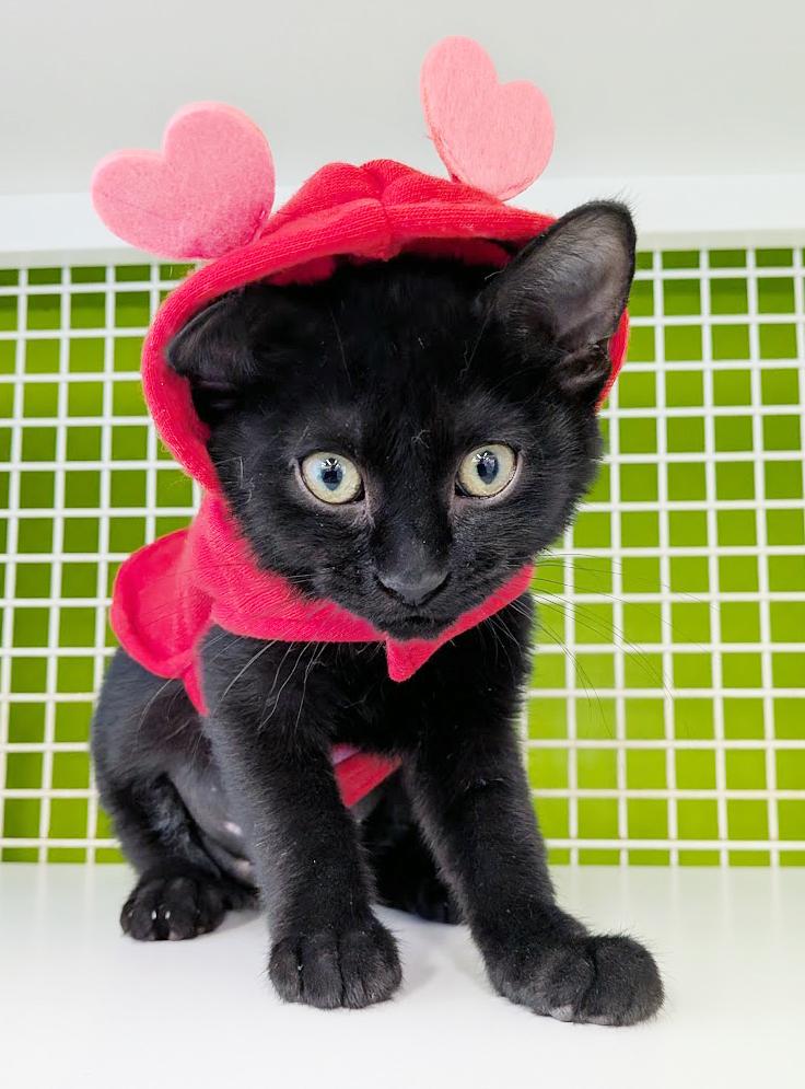 Enlarge Skitty, an adopted mixed breed in Lake Monroe, FL image 2/3