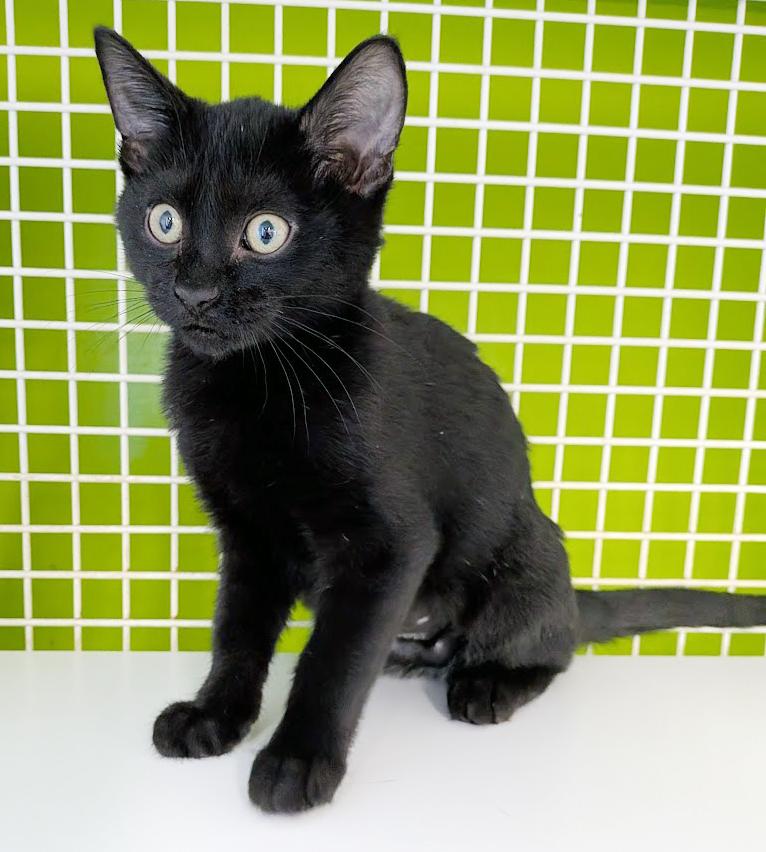 Enlarge Skitty, an adopted mixed breed in Lake Monroe, FL image 3/3