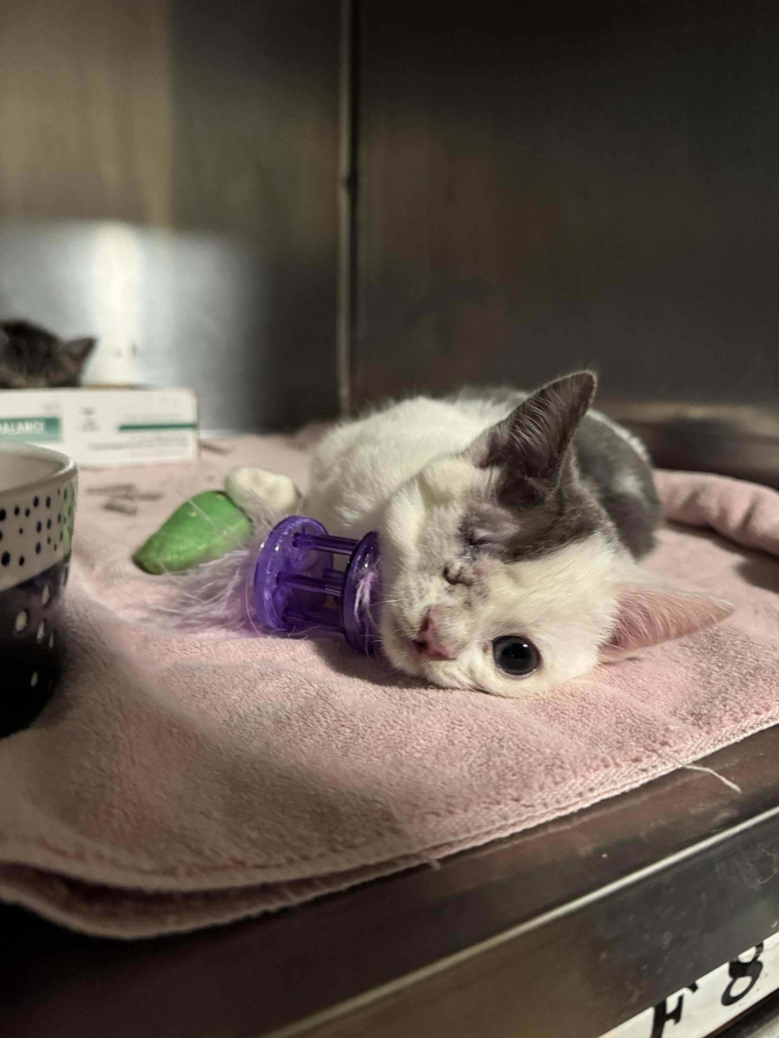 Enlarge T-Rex, a Adoptable mixed breed in Ponchatoula, LA image 3/3