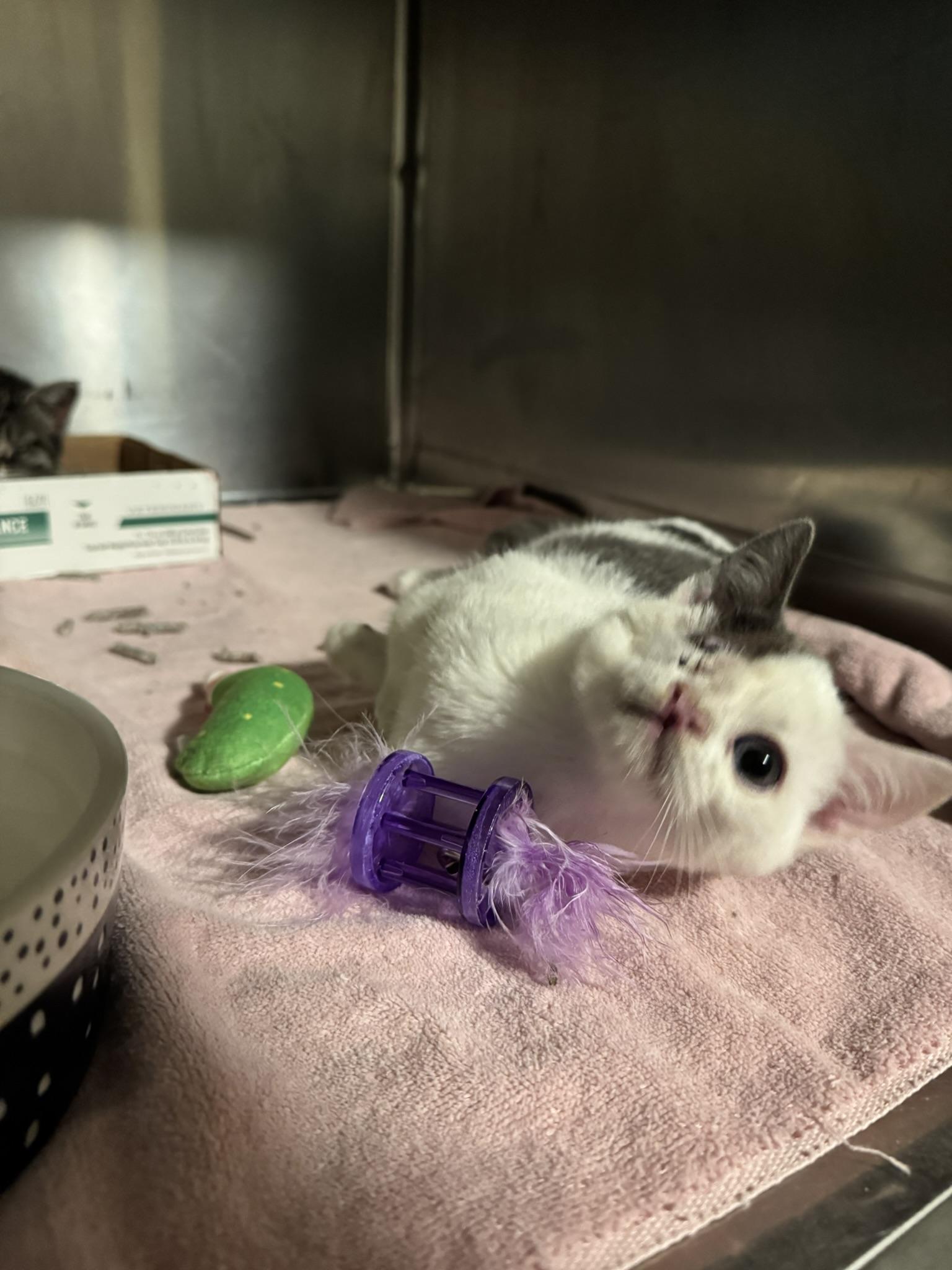 Enlarge T-Rex, a Adoptable mixed breed in Ponchatoula, LA image 2/3
