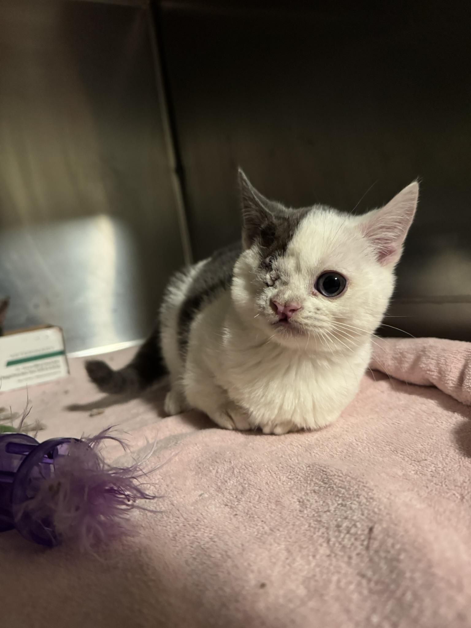 T-Rex, Adoptable, Kitten Male Domestic Short Hair.