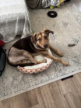 Enlarge Lucas the Spider, a Adoptable mixed breed in Fresno, CA image 2/2