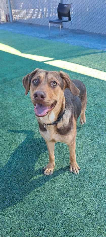 Enlarge Lucas the Spider, a Adoptable mixed breed in Fresno, CA image 1/2