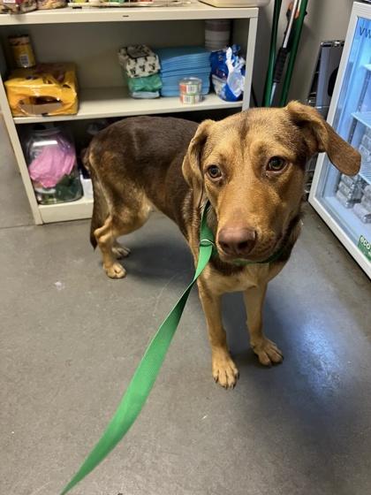 Enlarge Lucas the Spider, a Adoptable mixed breed in Fresno, CA image 2/2