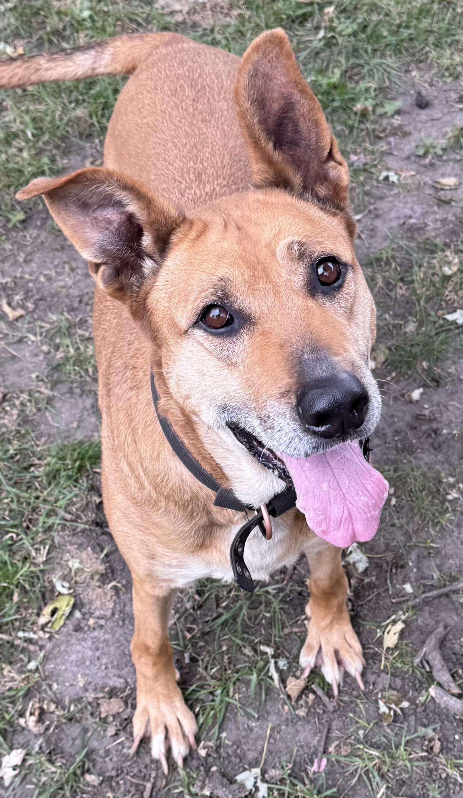 Enlarge Xena, a Adoptable mixed breed in Momence, IL image 1/1