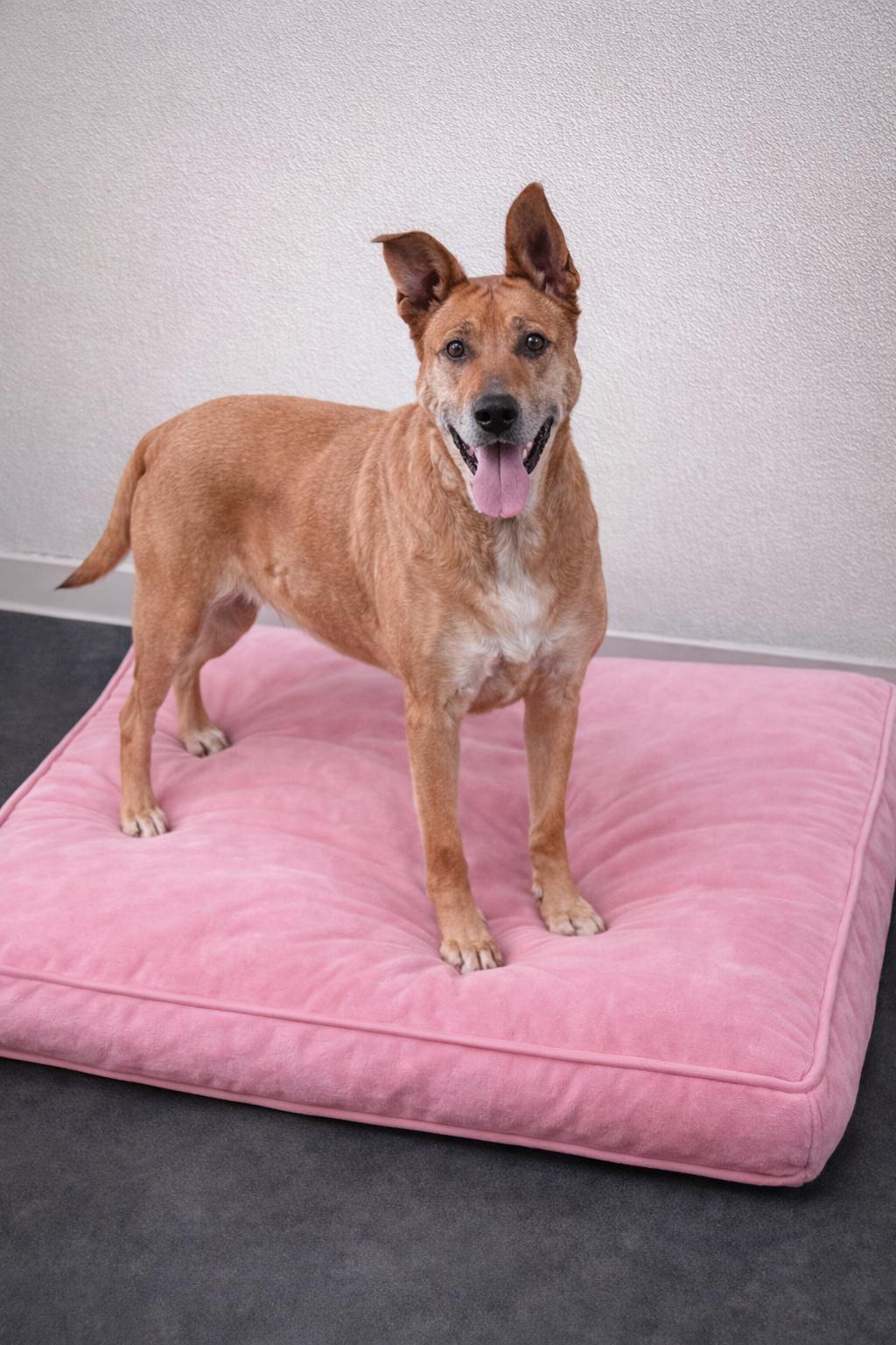 Enlarge Xena, a Adoptable mixed breed in Momence, IL image 1/1