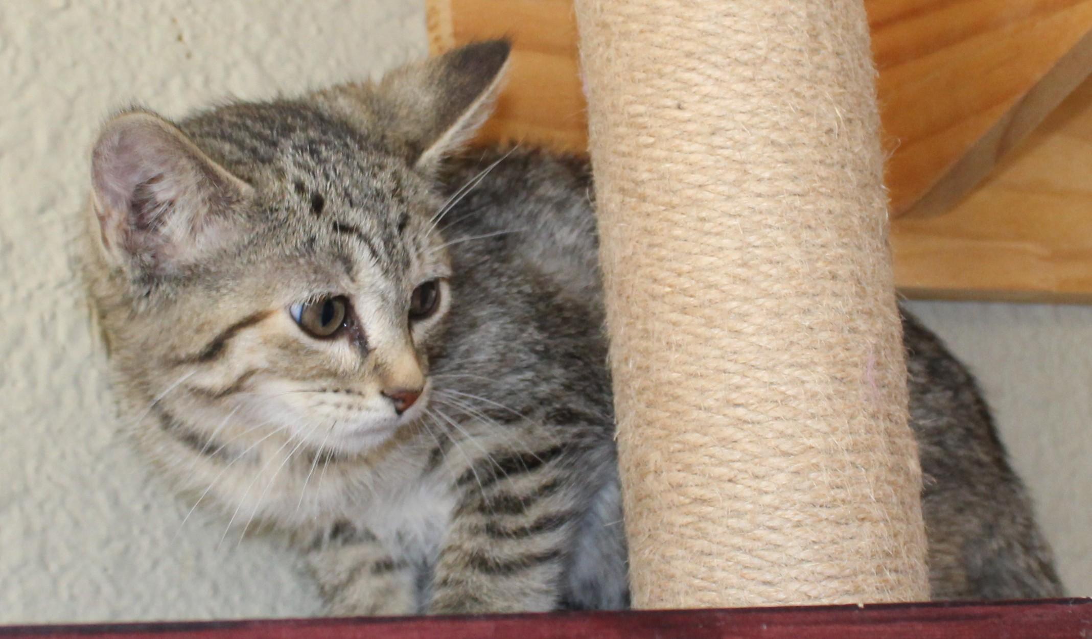 Cuddles, Adoptable, Young Female Domestic Short Hair.