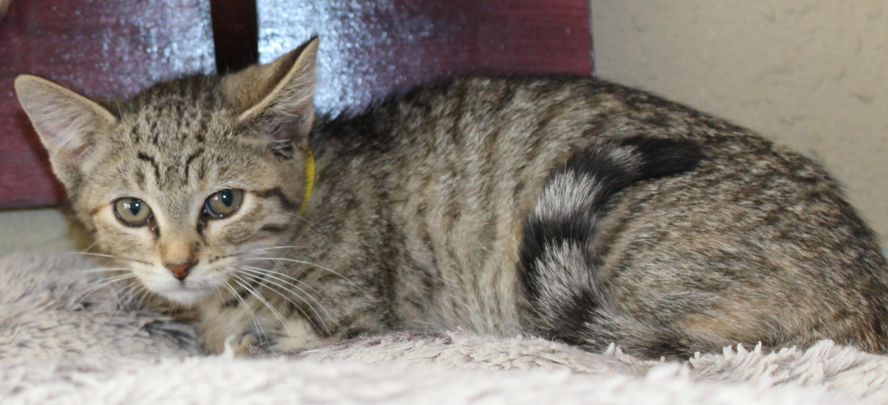 Cuddles, an adoptable Domestic Short Hair in Huron, SD, 57350 | Photo Image 1