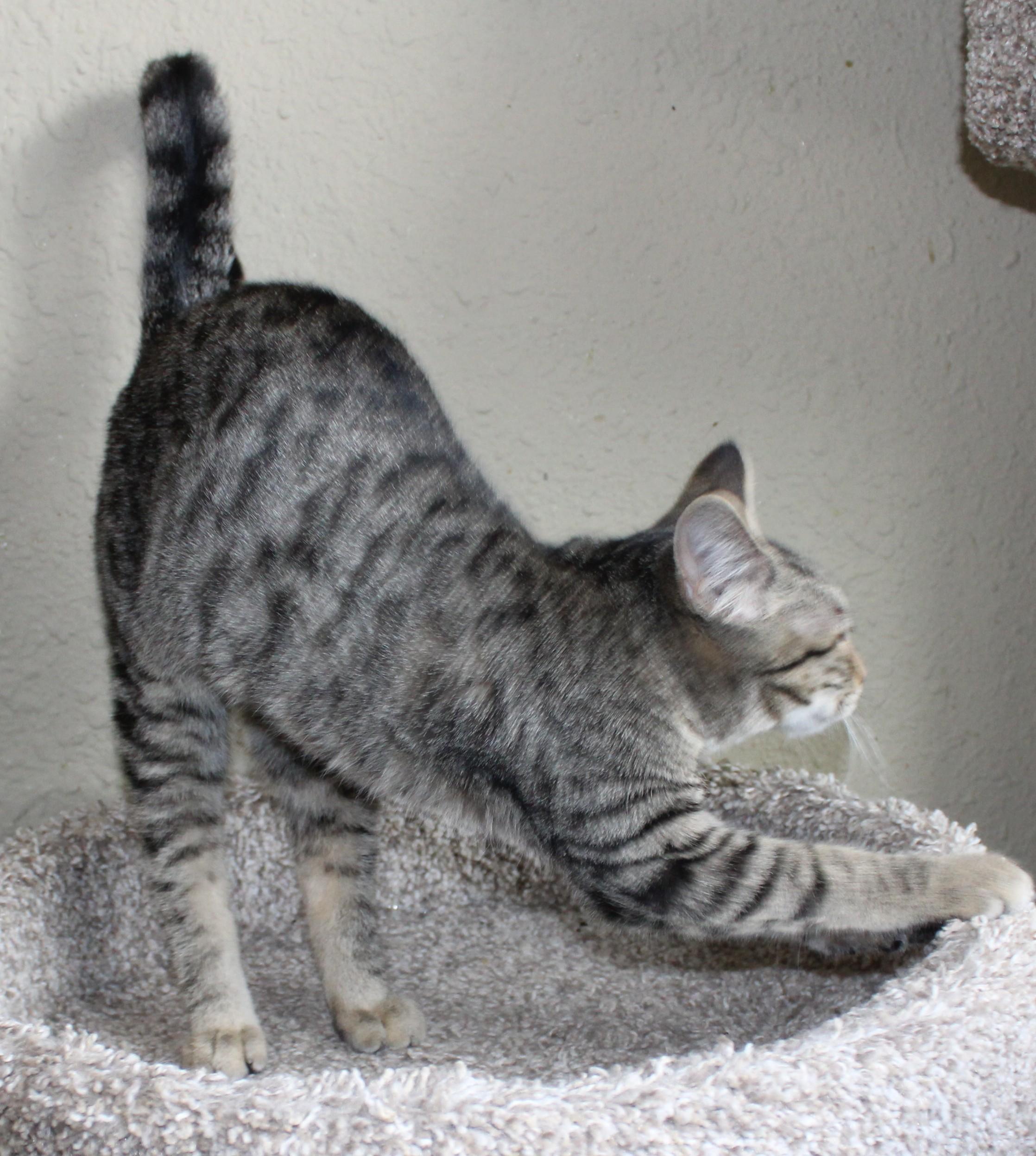 Enlarge Cuddles, a Adoptable mixed breed in Huron, SD image 2/4